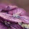 c_moraz